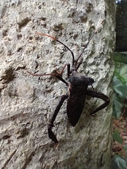 Acanthocephala heissi