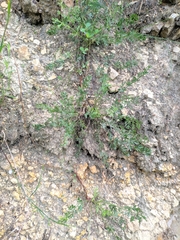 Pimpinella titanophila