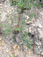 Pimpinella titanophila