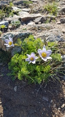 Pulsatilla tenuiloba