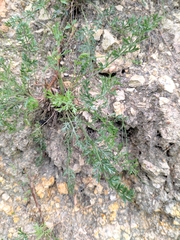 Pimpinella titanophila