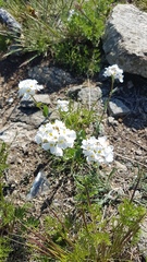 Noccaea cochleariformis