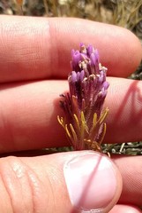 Castilleja exserta
