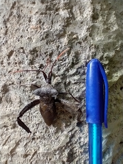 Acanthocephala heissi