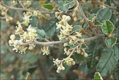 Pomaderris paniculosa paralia