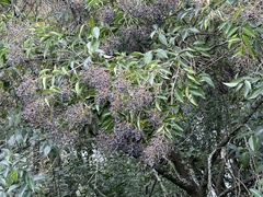 Ligustrum lucidum