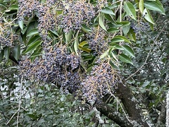 Ligustrum lucidum