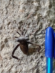 Acanthocephala heissi