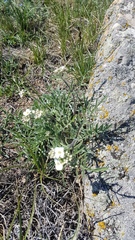 Smelowskia alba