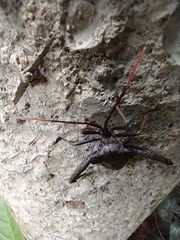 Acanthocephala heissi