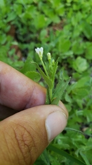 Epilobium glandulosum