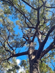 Eucalyptus scias scias