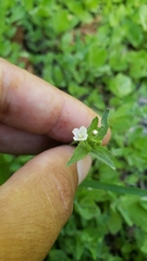 Epilobium glandulosum