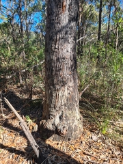 Eucalyptus scias scias