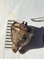 Eucalyptus scias scias