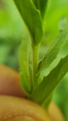 Epilobium glandulosum