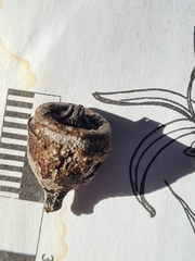 Eucalyptus scias scias