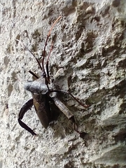 Acanthocephala heissi