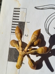 Eucalyptus scias scias