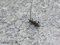 Monochamus saltuarius