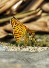 Thymelicus sylvaticus