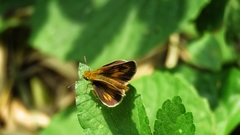 Thymelicus sylvaticus