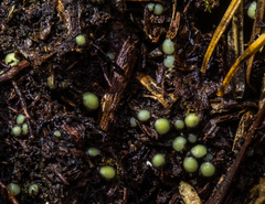 Podophacidium xanthomelum