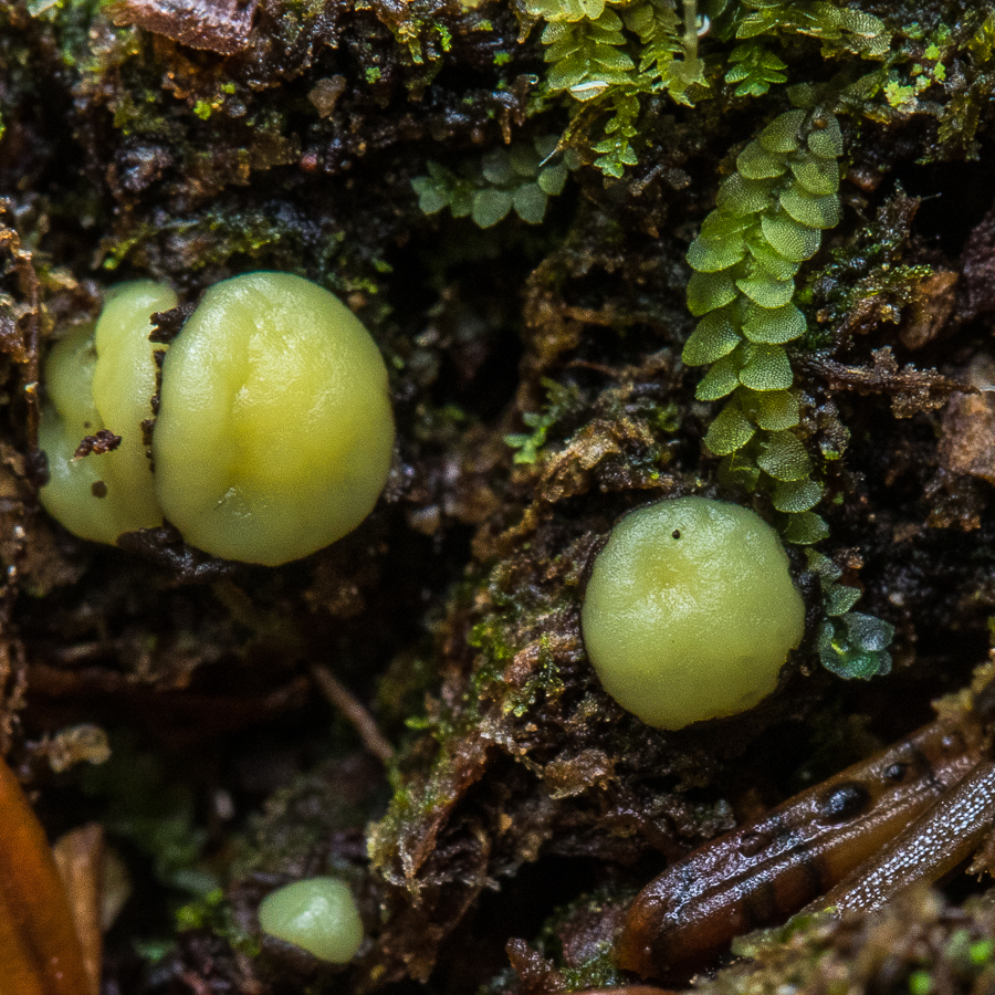 Podophacidium