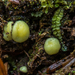 Podophacidium xanthomelum - Photo 由 reid02 所上傳的 (c) reid02，保留部份權利CC BY-NC