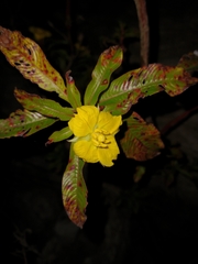 Ludwigia elegans