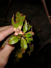 Ludwigia elegans