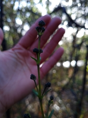 Logania recurva