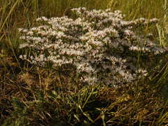 Goniolimon besserianum