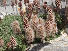 Petrophytum caespitosum caespitosum