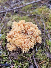 Ramaria rubricarnata
