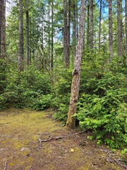 Ramaria rubricarnata