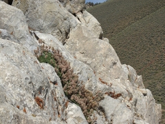 Petrophytum caespitosum caespitosum