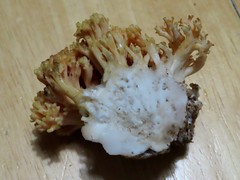 Ramaria rubricarnata