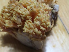 Ramaria rubricarnata