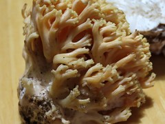 Ramaria rubricarnata
