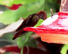 Chrysolampis mosquitus