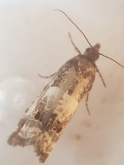 Notocelia trimaculana