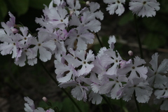 Primula sieboldii
