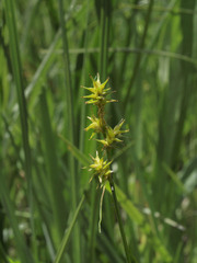 Carex echinata echinata