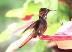 Chrysolampis mosquitus