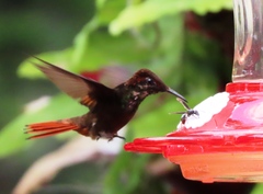 Chrysolampis mosquitus