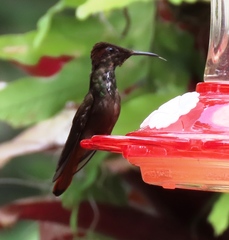 Chrysolampis mosquitus