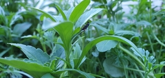 Harmonia axyridis