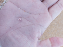 Leiopyrga lineolaris