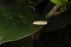 Manulea fuscodorsalis